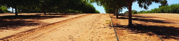 Banner Guidelines for establishing tree crops with drip irrigation