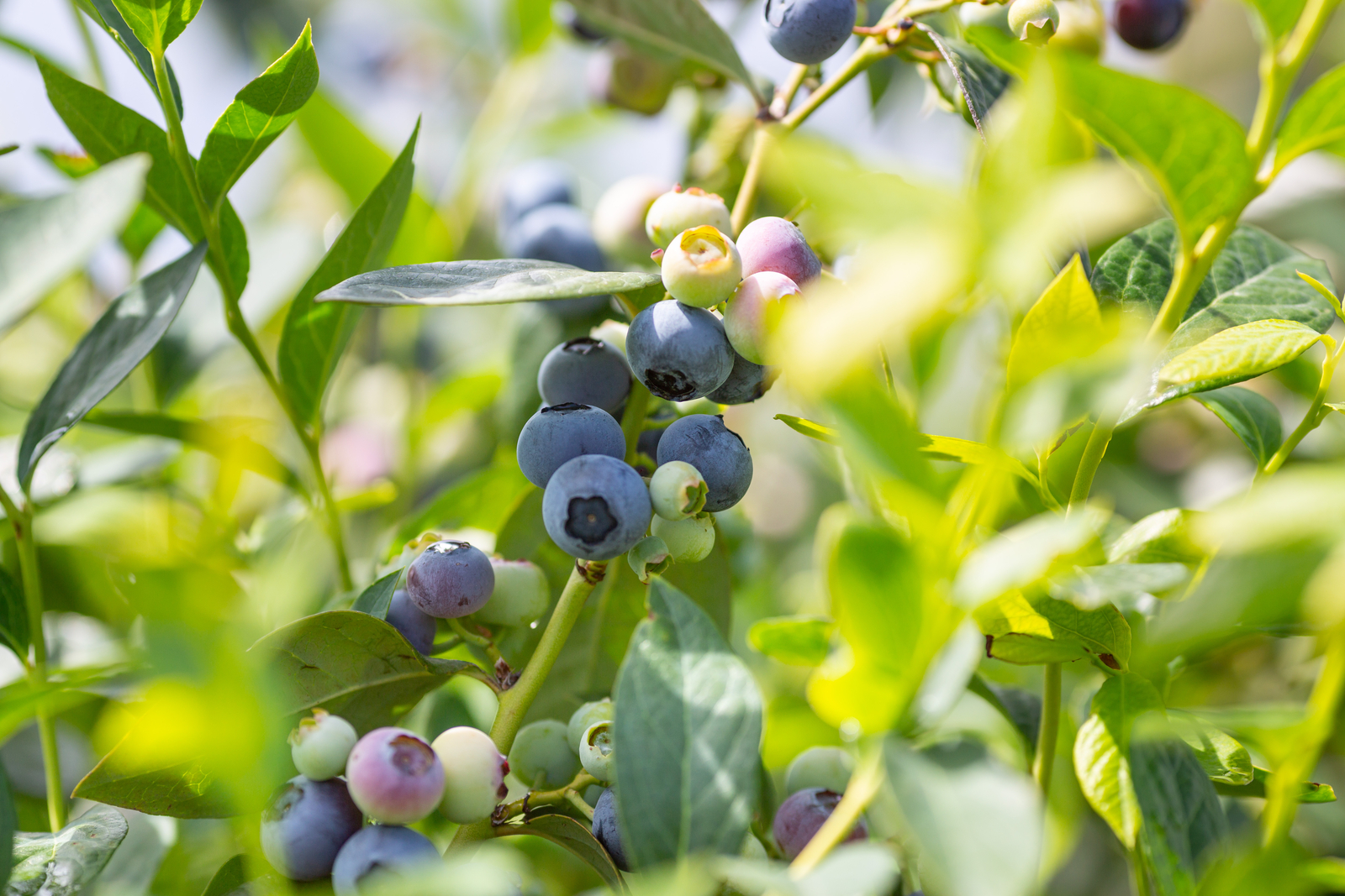 Why is it good to grow blueberries in a protected environment?