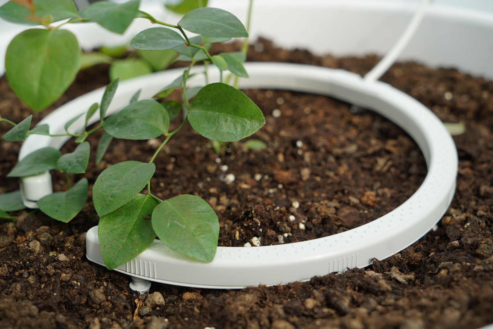 Drip irrigation product - Netbow for Blueberry 