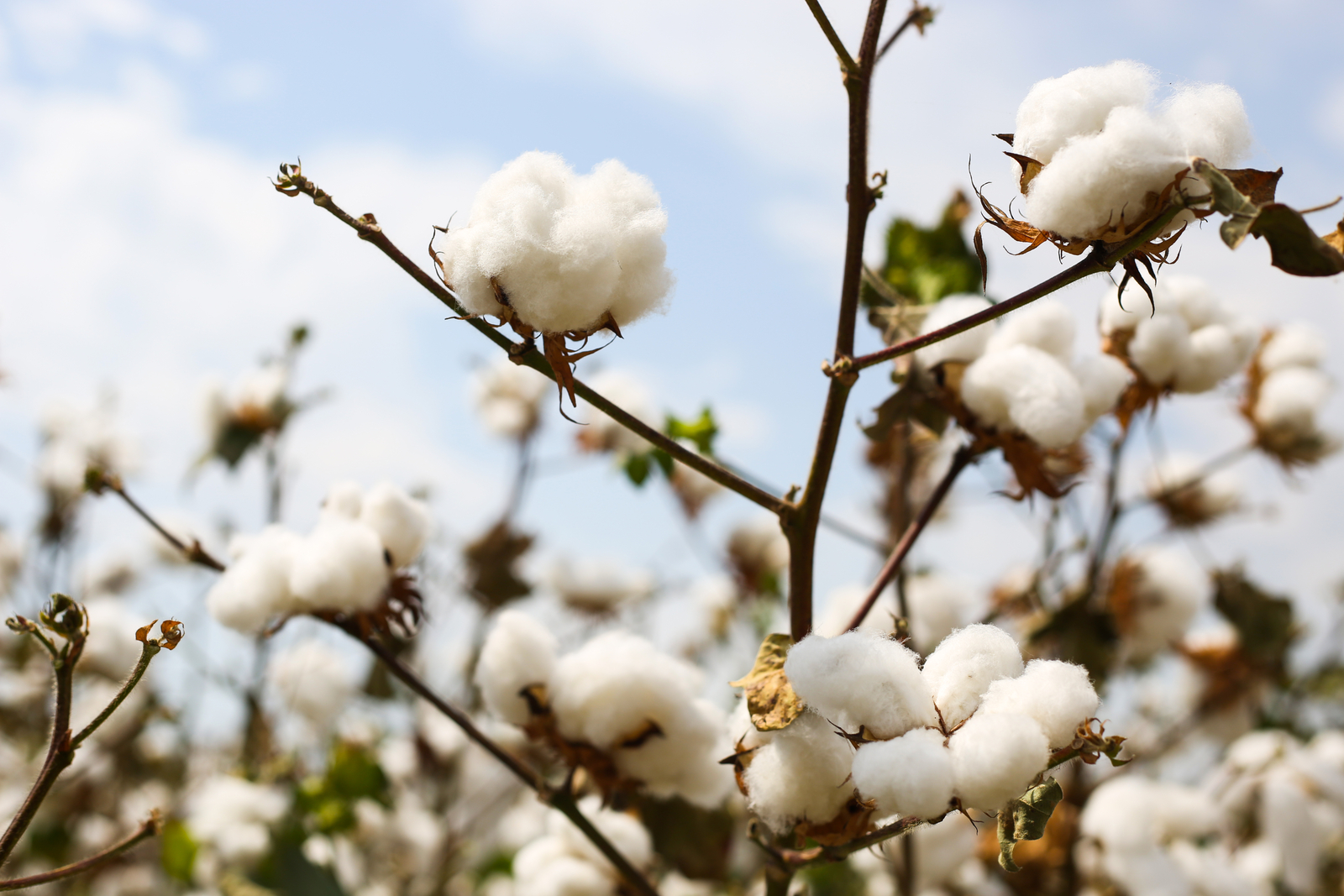 Drip irrigation for quality cotton lint