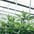 Medical cannabis