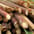 Sugarcane