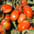 Processing Tomatoes