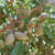 Almond