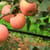 Apples