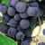 Wine grapes