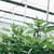 Medical cannabis