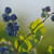 Blueberries