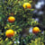 Citrus