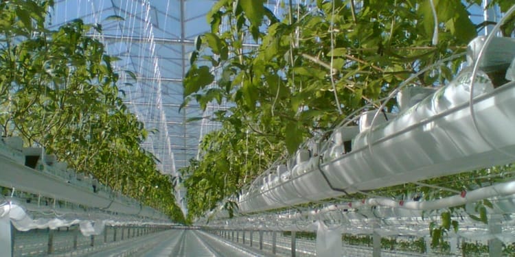 Solutions for protected crops