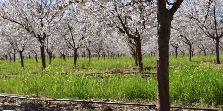Low Flow Drip Irrigation
