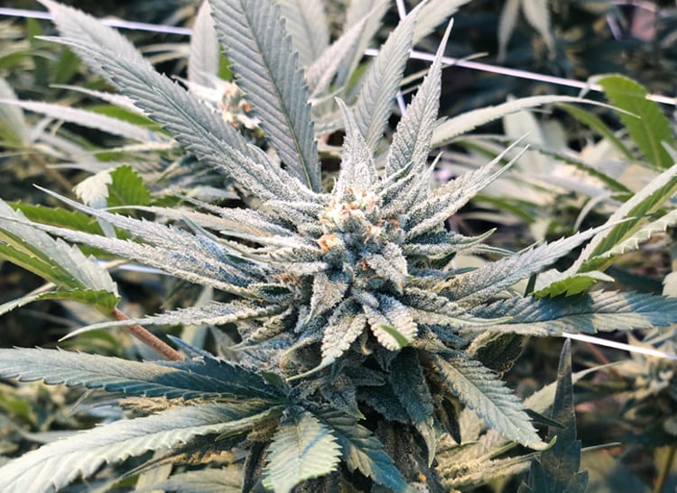 cannabis in greenhouse  3