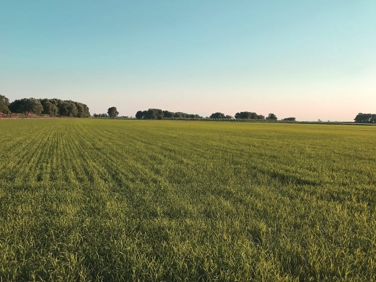 Rice field in Turley- Streamline Plus 04