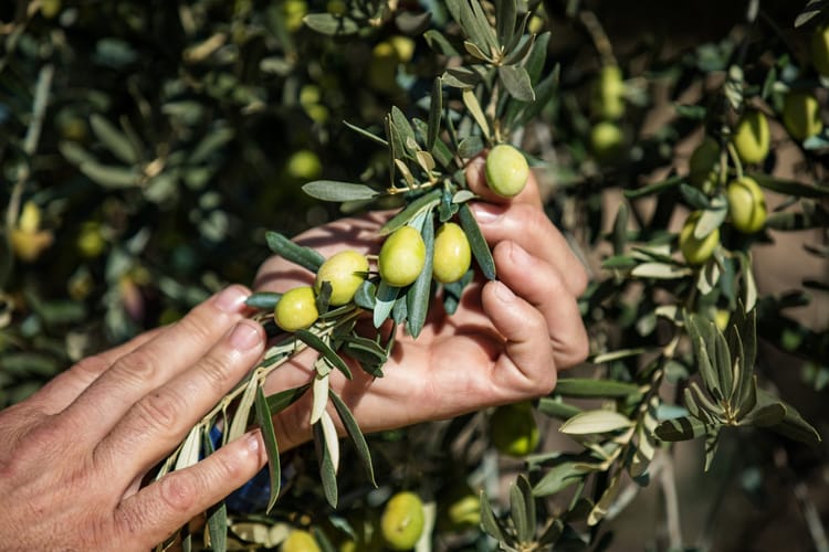 Olives 25