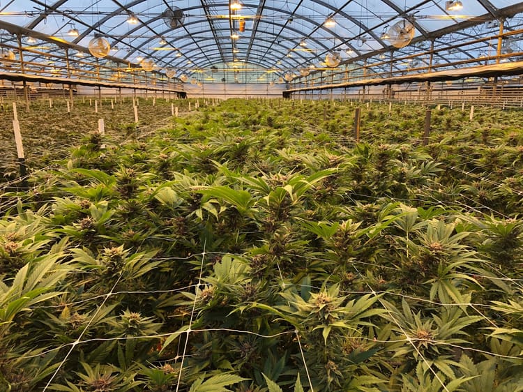 medical cannabis in greenhouse