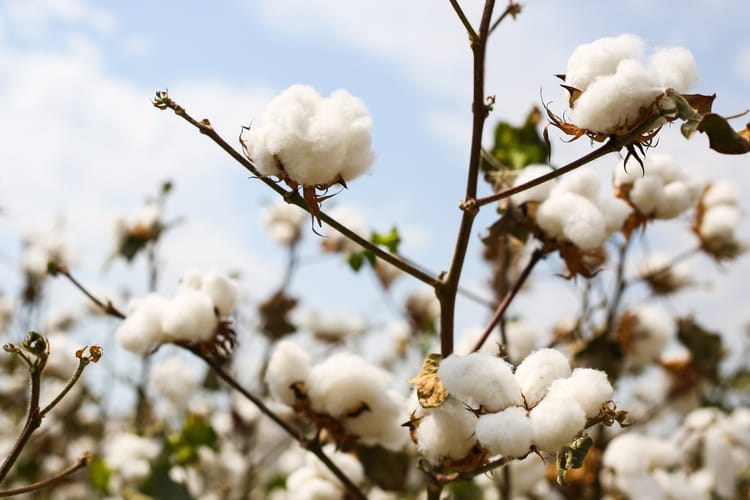 Turkey Cotton Photoshooting 04