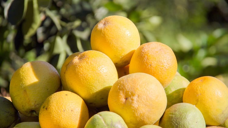 Orange_Cambuhy_Brazil 2