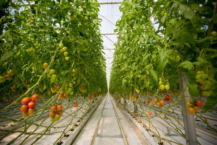 Azerbaijan Netafim Greenhouse Projects Image 03
