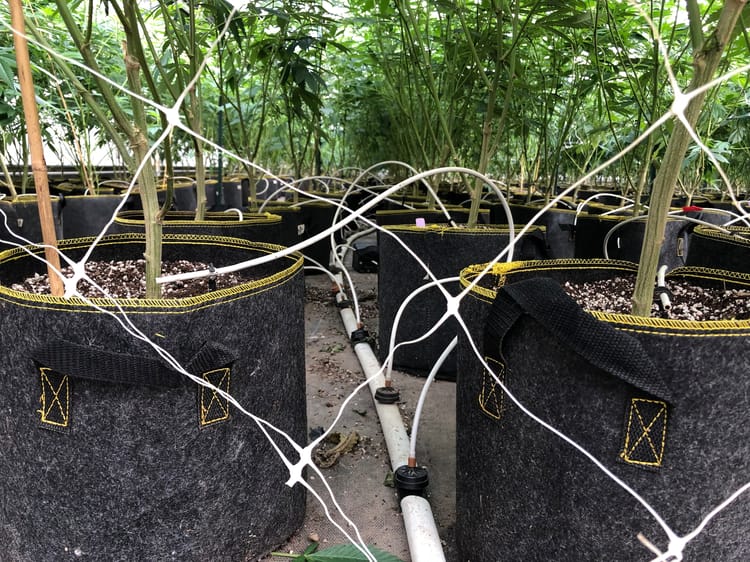 cannabis in greenhouse 5