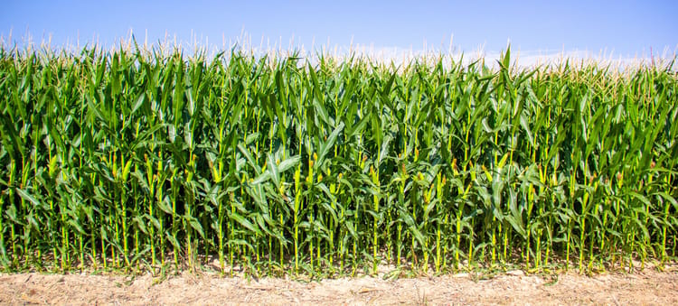 Boost Your Farm's Potential