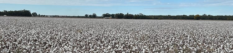 Banner Cotton - Looking Back and Looking Forward