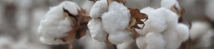 Banner Cotton grown with drip in Australia.