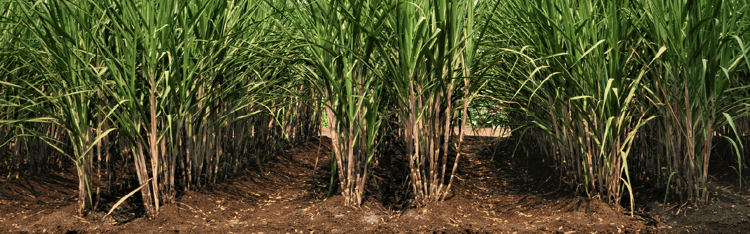 Banner Rooted in the Land, Driven by Progress