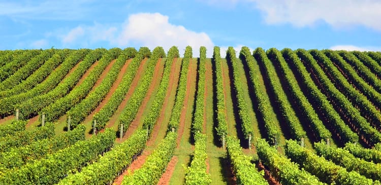 Irrigation System Check