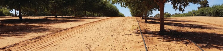 Banner Guidelines for establishing tree crops with drip irrigation