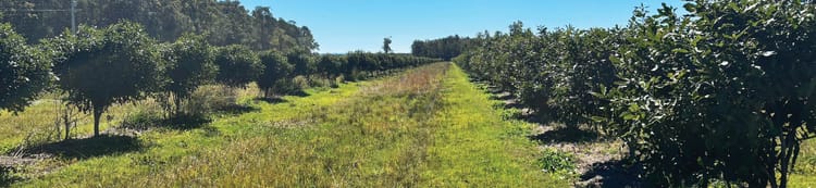 Banner Growing Success: How Stibbards Creek Macadamias Achieves Long-Term Productivity with Netafim UniRam™