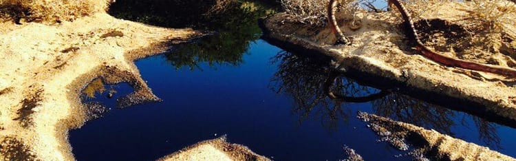 An innovative oil-eating bacteria and precision irrigation help save an endangered ecosystem