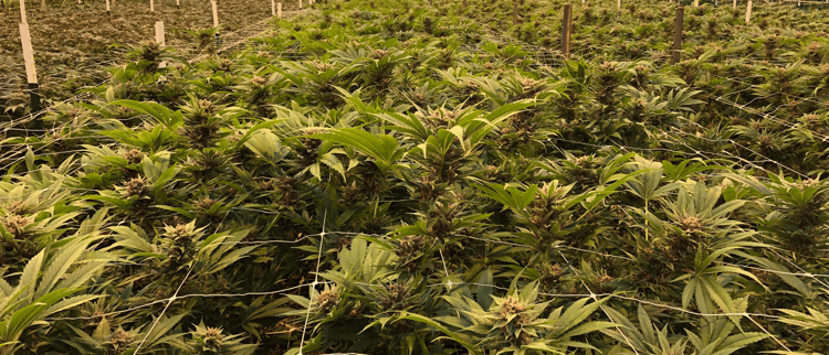 Grow more consistent and profitable medical cannabis yield  