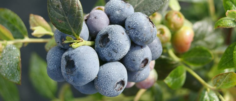 Precision nutrigation: Better crops, every time.