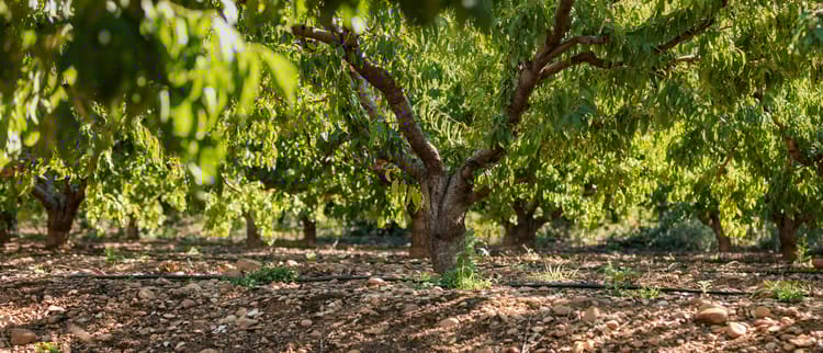 Precision irrigation solutions for orchards