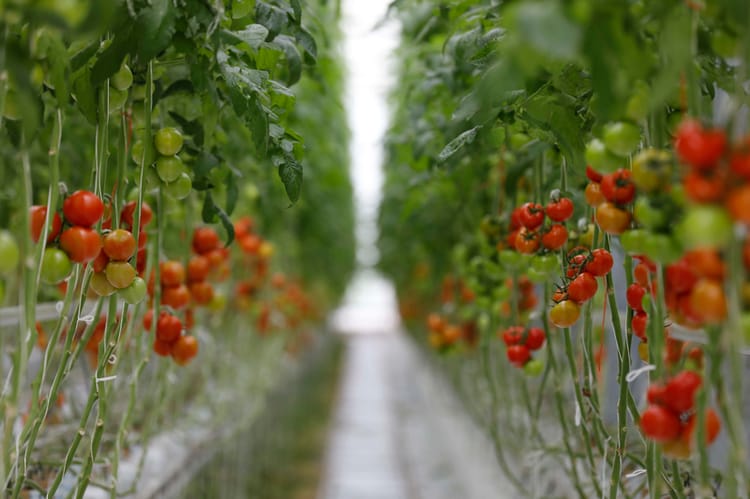 Greenhouse crops