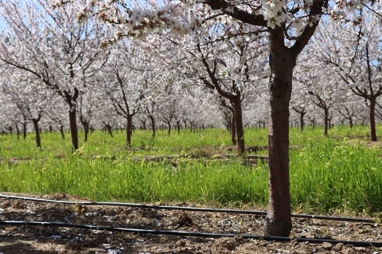 Low Flow Drip Irrigation