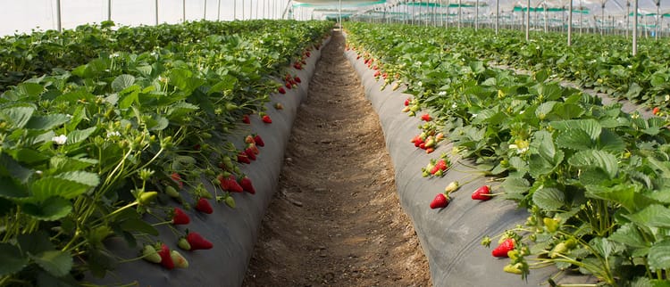 Grow Quality Strawberries