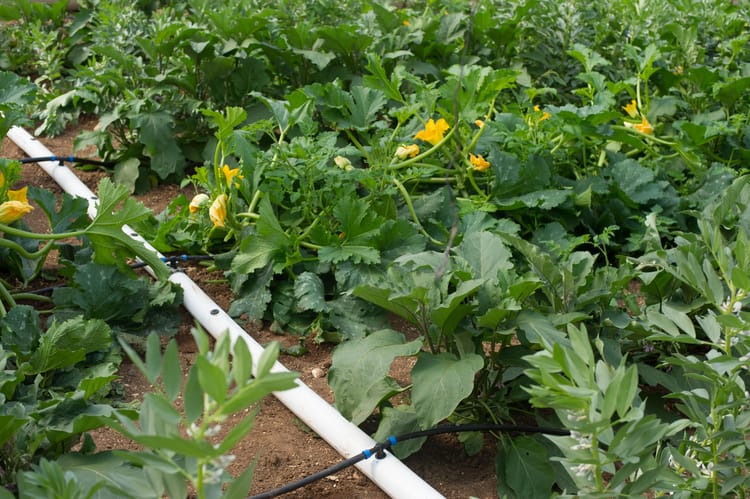 Flexible and PE pipes for precision irrigation