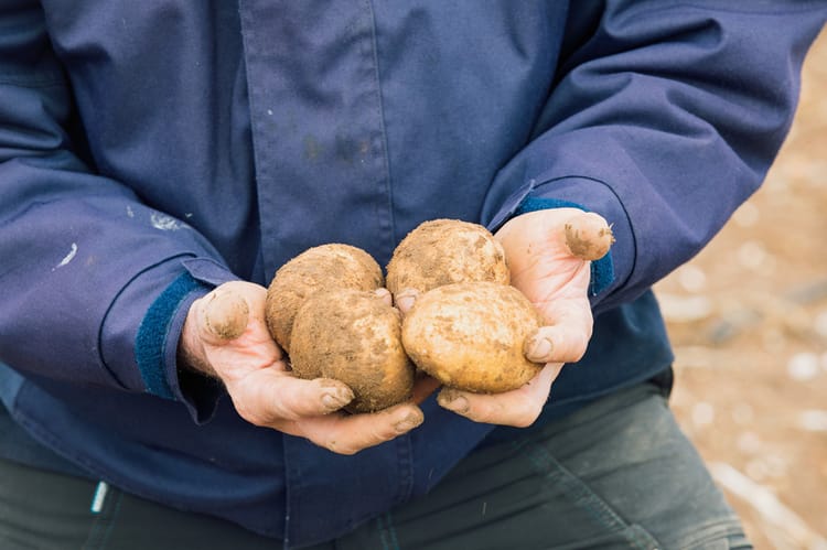 LCA in Potato
