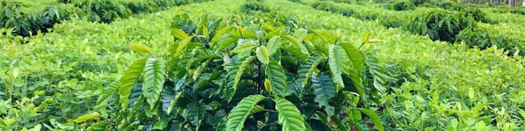 Banner Brewing the Future of Coffee: How Farmers Are Adapting to Global Trends