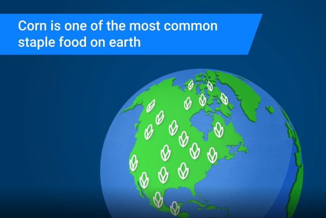 Netafim Study Shows Corn Grown with Drip Irrigation Significantly Reduces its Carbon Footprint