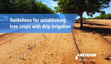 Guidelines for establishing tree crops with drip irrigation