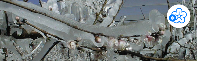 Banner The Battle Against Spring Frost Warms Up