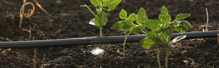 The Future of Farming: Smart Community Irrigation Solutions 