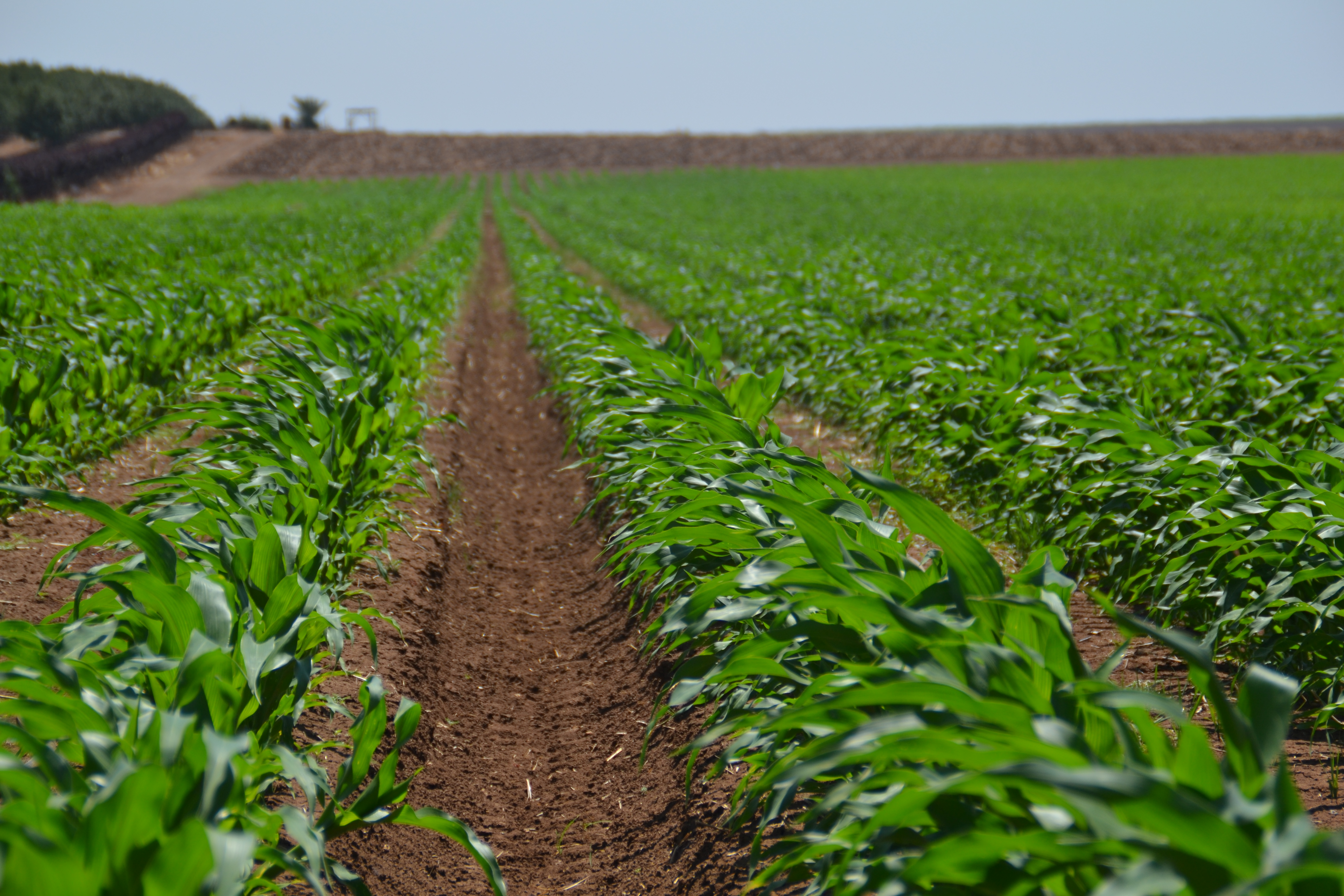 Precision irrigation for open field farms