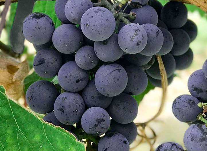 Wine grapes