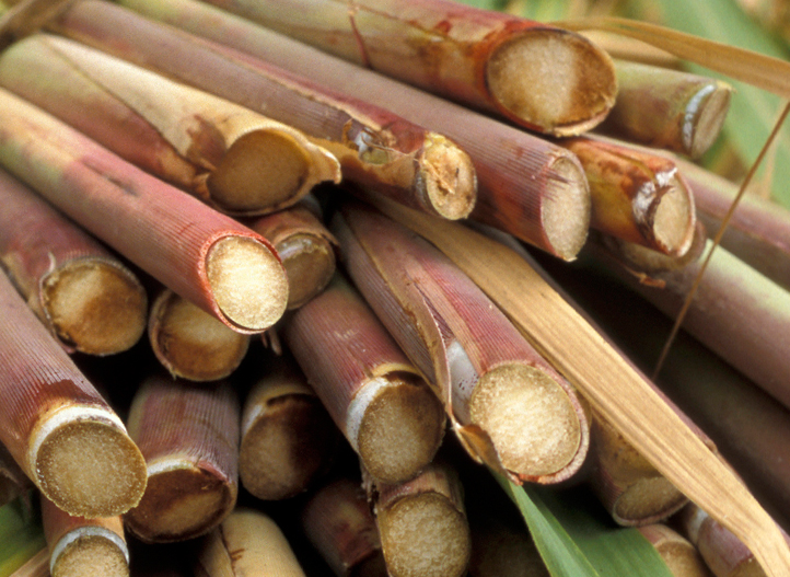 Sugarcane