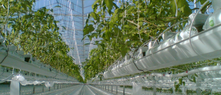 Solutions for protected crops