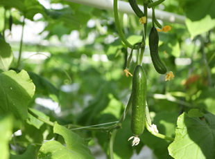 Cucumbers