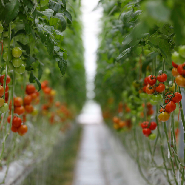 Greenhouse crops